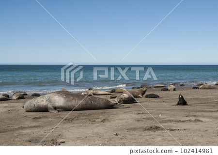 Elephant seal family, Peninsula Valdes, Patagonia, Argentina Elephant seal family, Peninsula Valdes, Patagonia, Argentina 102414981