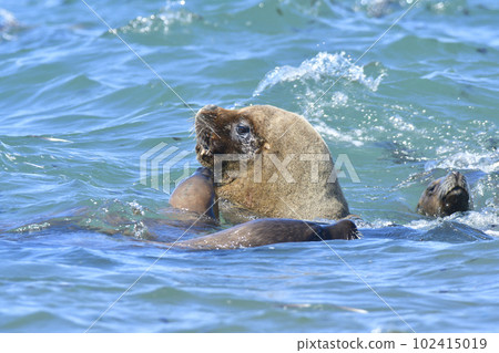 Male Sea Lion , Patagonia, Argentina 102415019