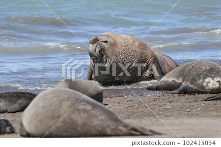 Elephant seal family, Peninsula Valdes, Patagonia, Argentina 102415034
