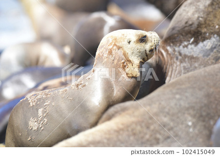 Male Sea Lion , Patagonia, Argentina Male Sea Lion , Patagonia, Argentina 102415049