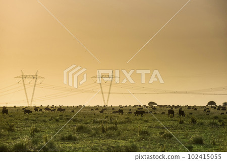 Cattle in pampas countryside, La Pampa, Argentina. 102415055