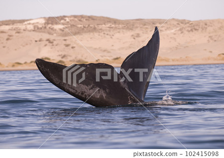Southern right whale,jumping behavior,  Argentina 102415098