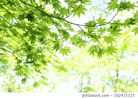 Eco image fresh green Eco image fresh green 102415325