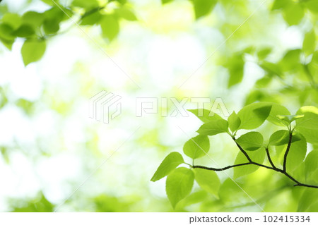 生態圖像新鮮綠色 102415334