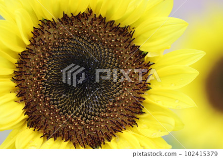 The center of the sunflower that seems to have another world in another dimension - 5 102415379