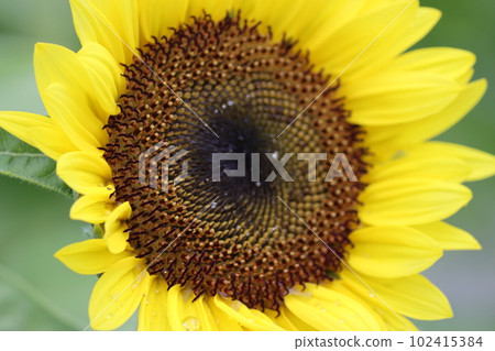 The center of the sunflower that seems to have another world in another dimension - San 102415384