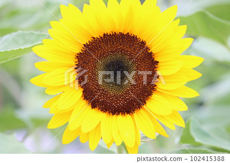 The heart of a sunflower that seems to be in another dimension - 1 102415388