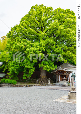 Ichijoji, Takatsuki City, Osaka Prefecture, Benkei's pieces, and a large camphor tree 102415519