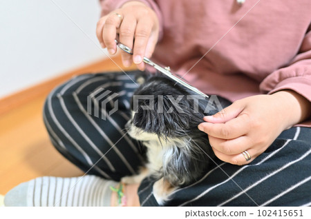 Woman taking care of Chihuahua trimming grooming 102415651