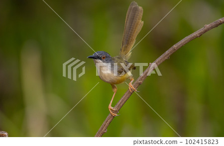 Yellow-bellied Prinia on branch tree (Animal portrait) Yellow-bellied Prinia on branch tree (Animal portrait) 102415823