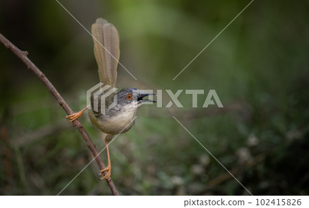 Yellow-bellied Prinia on branch tree (Animal portrait) Yellow-bellied Prinia on branch tree (Animal portrait) 102415826
