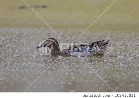 Garganey floating in the swamp (Animal portrait) Garganey floating in the swamp (Animal portrait) 102415831