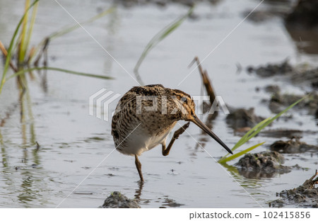 Pin-tailed Snipe standing on the ground with water. 102415856