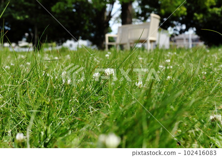 White clover blooming in the weeds and a white bench 102416083