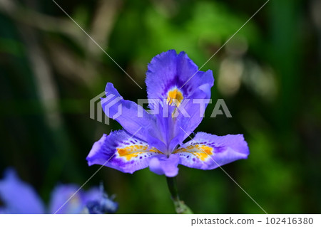 多年生藍色流蘇鳶尾（鳶尾科） 102416380