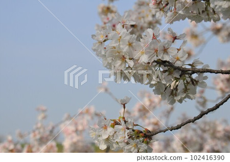 盛開的櫻花樹枝 102416390