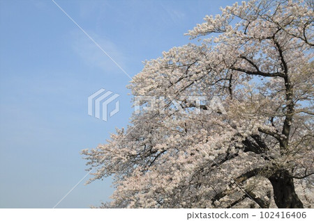 Blooming branches of cherry blossoms in full bloom Blooming branches of cherry blossoms in full bloom 102416406