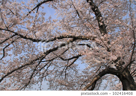 Blooming branches of cherry blossoms in full bloom Blooming branches of cherry blossoms in full bloom 102416408