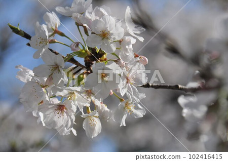 Blooming branches of cherry blossoms in full bloom Blooming branches of cherry blossoms in full bloom 102416415