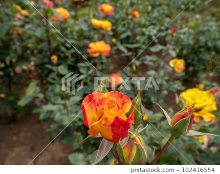Rose flower with gorgeous orange gradation [Riosamba] 102416554