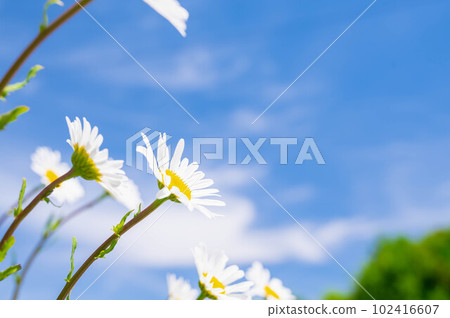 Blue sky and Margaret 102416607