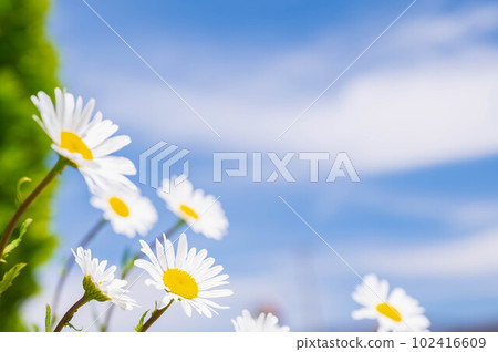 Blue sky and Margaret 102416609