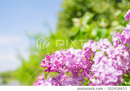 淡紫色的花 102416613