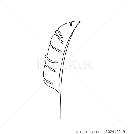 BANANA LEAF LINE ART. Vector plant leaf Continuous Line Drawing. Vector illustration with palm tree leaf BANANA LEAF LINE ART. Vector plant leaf Continuous Line Drawing. Vector illustration with palm tree leaf 102416649