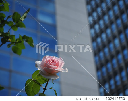 A bush of roses on the side of Nakanoshima Pedestrian Road A bush of roses on the side of Nakanoshima Pedestrian Road 102416750