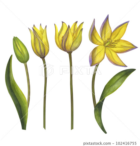 Yellow Bieberstein tulip. Lily. Early blooming. Spring flower. Hand-drawn watercolor illustration isolated on white background. For use card, poster, label, scrapbook, logo 102416755