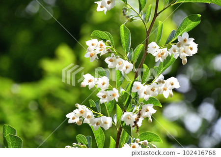 安息香花 安息香花 102416768