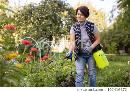 Mature woman applying insecticide on vegetables in backyard garden Mature woman applying insecticide on vegetables in backyard garden 102416872