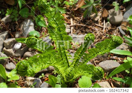 Kogomi that has begun to spread its leaves 102417342