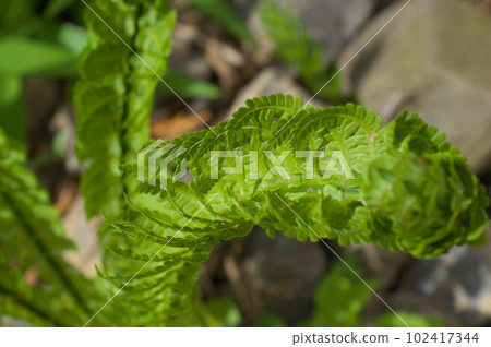 Kogomi that has begun to spread its leaves Kogomi that has begun to spread its leaves 102417344