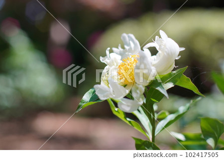 白芍 白芍 102417505