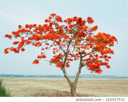 Red flowers Royal Poinciana Tree (Delonix Regia) aka Flame Tree or Peacock Flower. 102417531