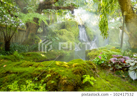 The Beautiful spring moss and fern in the garden under big trees, Chiang Mai, Thailand The Beautiful spring moss and fern in the garden under big trees, Chiang Mai, Thailand 102417532