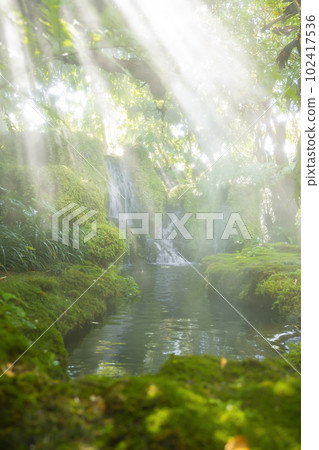 The Beautiful spring moss and fern in the garden under big trees, Chiang Mai, Thailand 102417536