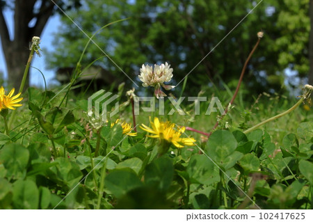 白三葉草和蒲公英 白三葉草和蒲公英 102417625