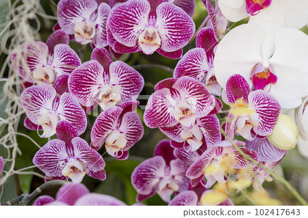 Close up portrait of beautiful flowers, Orchid in the Botanical Garden, Orchidaceae. 102417643