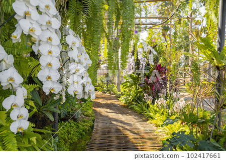The walkway in Colorful Orchids in the Garden The walkway in Colorful Orchids in the Garden 102417661