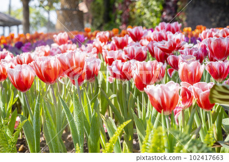 The Spring tulips in garden with sunlight. The Spring tulips in garden with sunlight. 102417663