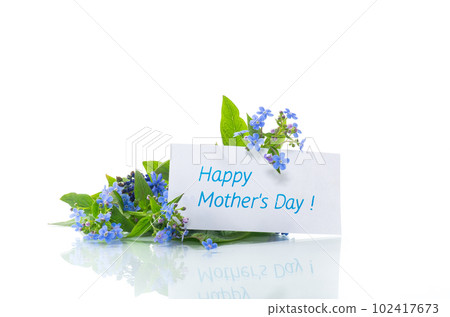 small blue forget-me-not flowers on white background 102417673