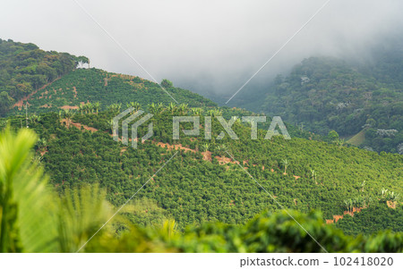 Misty coffee mountains, the perfect location for coffee cultivation. Misty coffee mountains, the perfect location for coffee cultivation. 102418020
