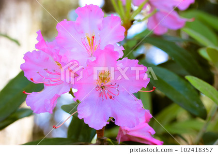 Pink beautiful azalea flower with green leaves against green foliage in summer day. Blooming Rhododendron shrubs. Blossom flower in a spring garden. Floral wallpaper. Heather family, Ericaceae. Pink beautiful azalea flower with green leaves against green foliage in summer day. Blooming Rhododendron shrubs. Blossom flower in a spring garden. Floral wallpaper. Heather family, Ericaceae. 102418357