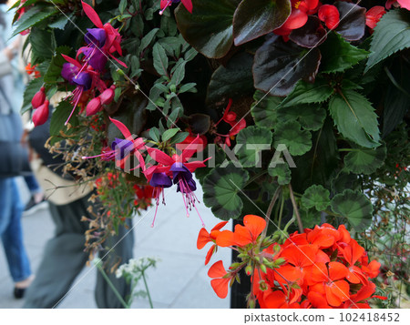 種植在花盆裡的紫紅色 種植在花盆裡的紫紅色 102418452