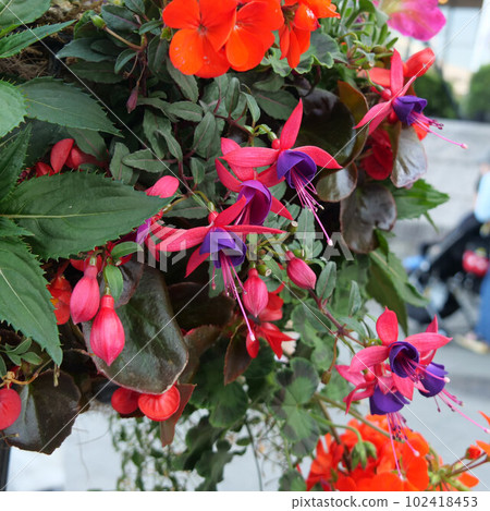 種植在花盆裡的紫紅色 種植在花盆裡的紫紅色 102418453