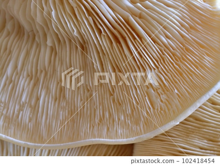 White mushroom underside close up 102418454