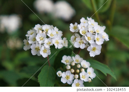 White and cute Kodemari flower that blooms in early summer 102418455