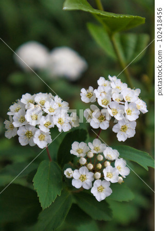 初夏盛開的白色可愛的小手牽牛花 初夏盛開的白色可愛的小手牽牛花 102418456